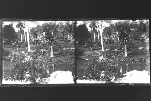 Antique Glass negative Stereo South France, Monaco, Casino Garden 1900s
