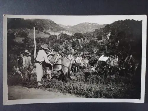 AK Postcard Santa Cruz – Lasttiere im Gebirge, Fotopostkarte