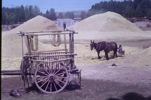 Original DIA Film Slide 35mm Agricultural Work with Horse in  1961 B3L34