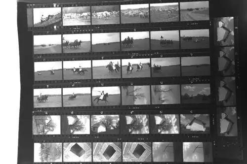 Vintage Foto Negative Lot 40 Stück Ungarische Puszta Bugac, Rinderherde, Pferde