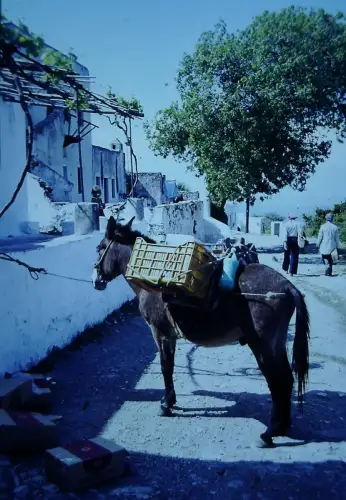Rustic Donkey Village Scene Mediterranean Life 1960s Slide
