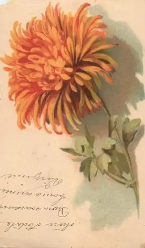 Chrysanthemum 1904