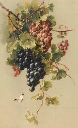 Grapes still life old postcard C. Klein style