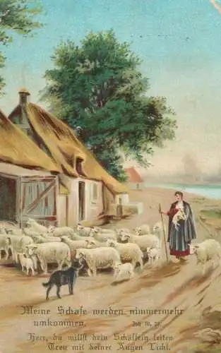 Pastoral scene with lambs and sheep Birthday greetings postcard
