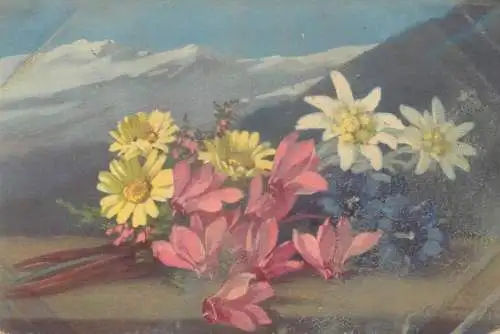 Alpine flowers Edelweiss postcard 1931
