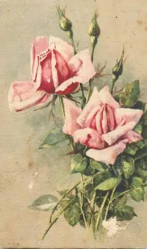 Roses flowers old postcard