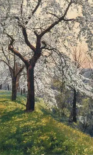 AK Landschaft - landscape with trees