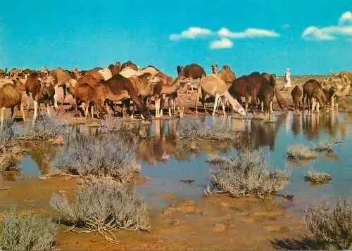 Libya Fezzan camels at the watering place