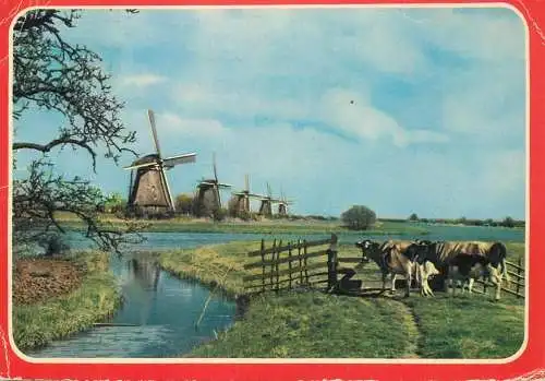 Kinderdijk picturesque countryside scenery cows and windmills