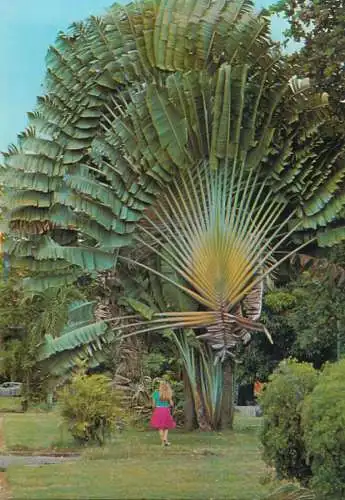 Guadeloupe Saint Barthelemy Traveler's Tree