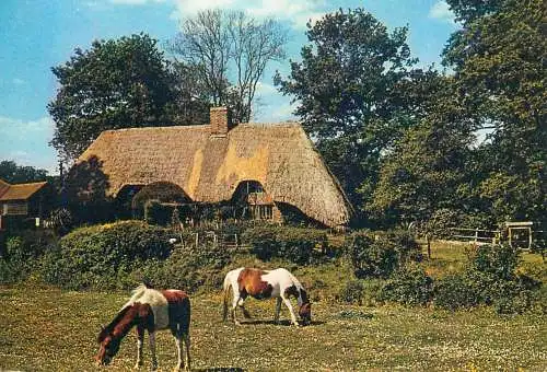 Animal types New Forest ponies and typical cottage farmhouse