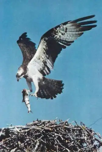 Animal types birds Osprey returning to nest image