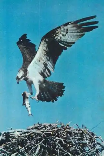 Animal types birds Osprey returning to nest photo