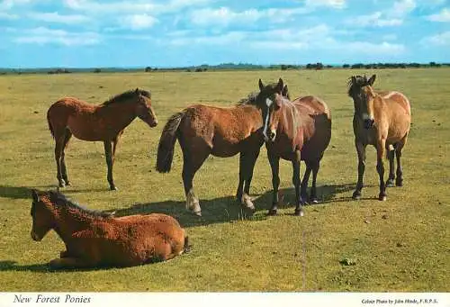 Animal types horses New Forest ponies image