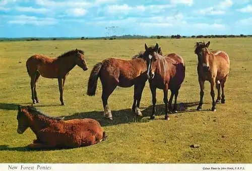 Animal types horses New Forest ponies image