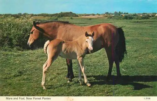 Animal types horses New Forest ponies mare and foal