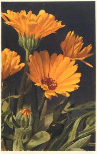 Common Marigold flowers