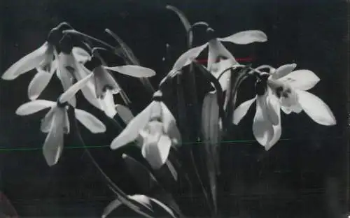 Snowdrops photographic postcard Romania 1979