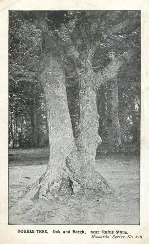 Double Tree Oak and Beech near Rufus Stone