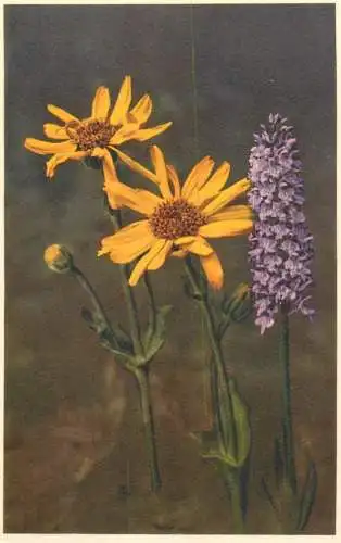 Postcard alpine flowers arnica montana Switzerland