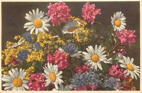 Flowers daisies postcard alpine flowers Switzerland