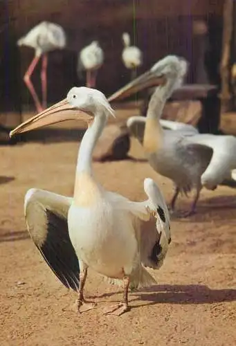 Animal types and scenes pelicans image