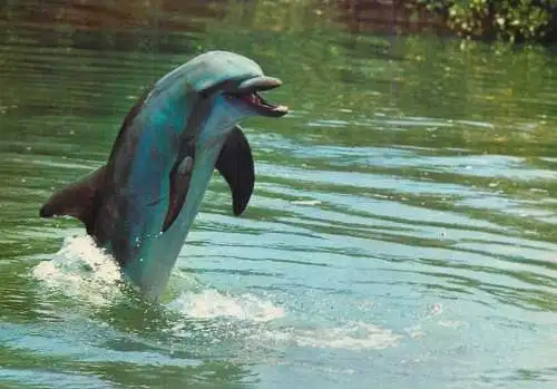 Animal types and scenes dolphin image
