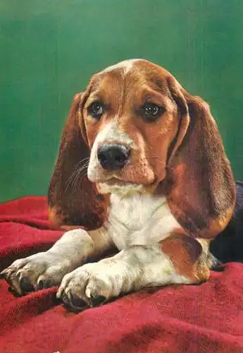 Beagle dog breed