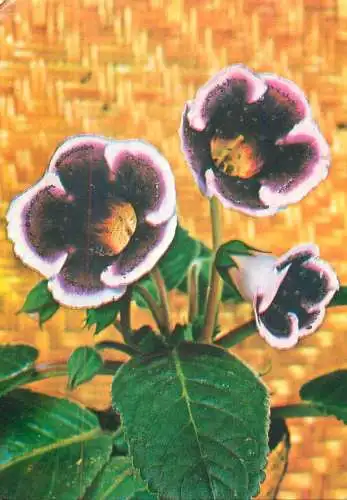 Romania floare gloxinia
