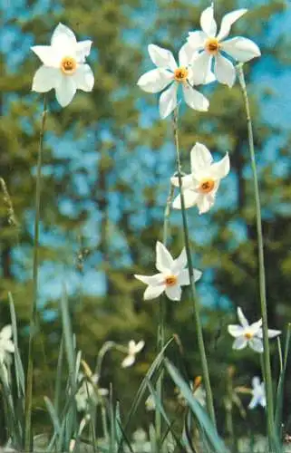 Flowers postcard Narcissus stellaris