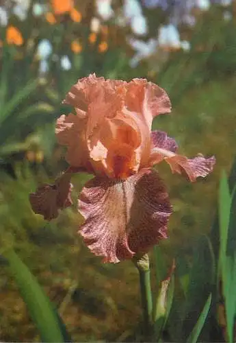 Flowers postcard Osage Buff (Gibson)