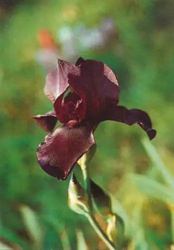 Flowers postcard Study in Black (Plough)
