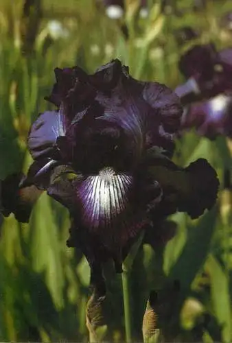 Flowers postcard Exotic Star (Plough)