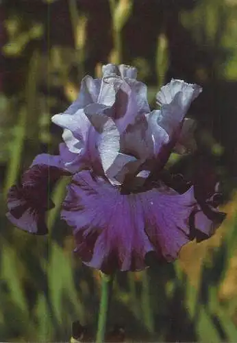 Flowers postcard Mystique Ghio