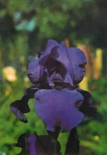 Flowers postcard Malinata Schreiner