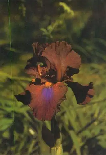 Flowers postcard Royal Tapestry Schreiner