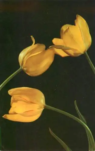 Flowers postcard tulips