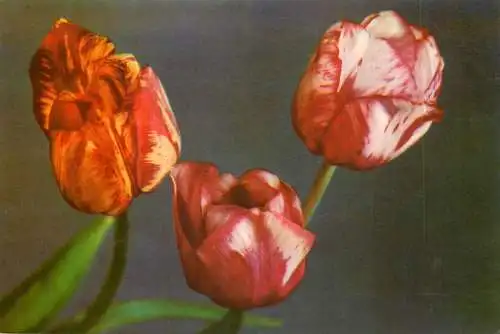 Flowers postcard tulips