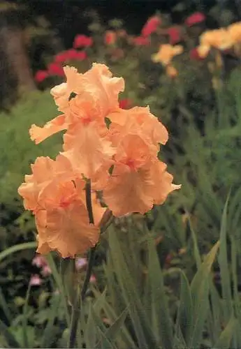 Flowers postcard Nike