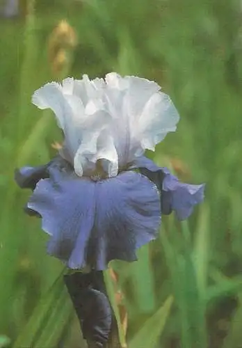 Flowers postcard Dream Lover