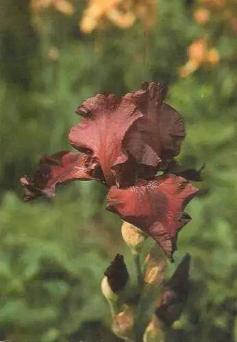 Flowers postcard War Lord Schreiner