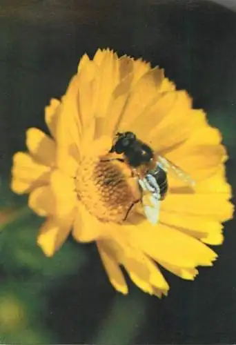 Bee pollinating flower postcard