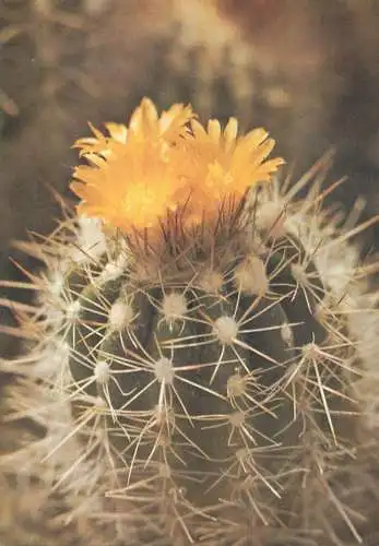 Cactus flower card Notocactus horstii