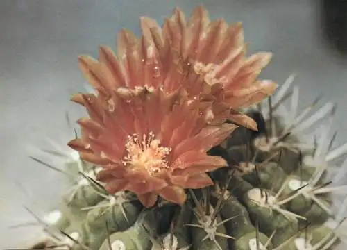 Cactus flower card Horridocactus horridus