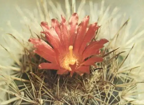 Cactus flower card Parodia maasii