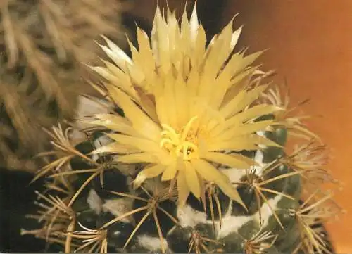 Cactus flower card Coryphantha sulcolanata