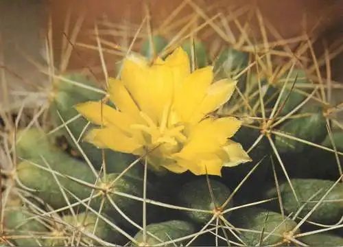 Cactus flower card Dolichothele longimamma