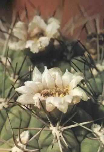 Cactus flower card Gymnocalicium saglione