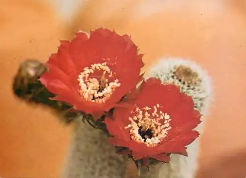 Cactus flower card Lobivia rebutioides var sublimiflora
