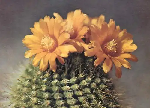 Cactus flower card Parodia sulphurea